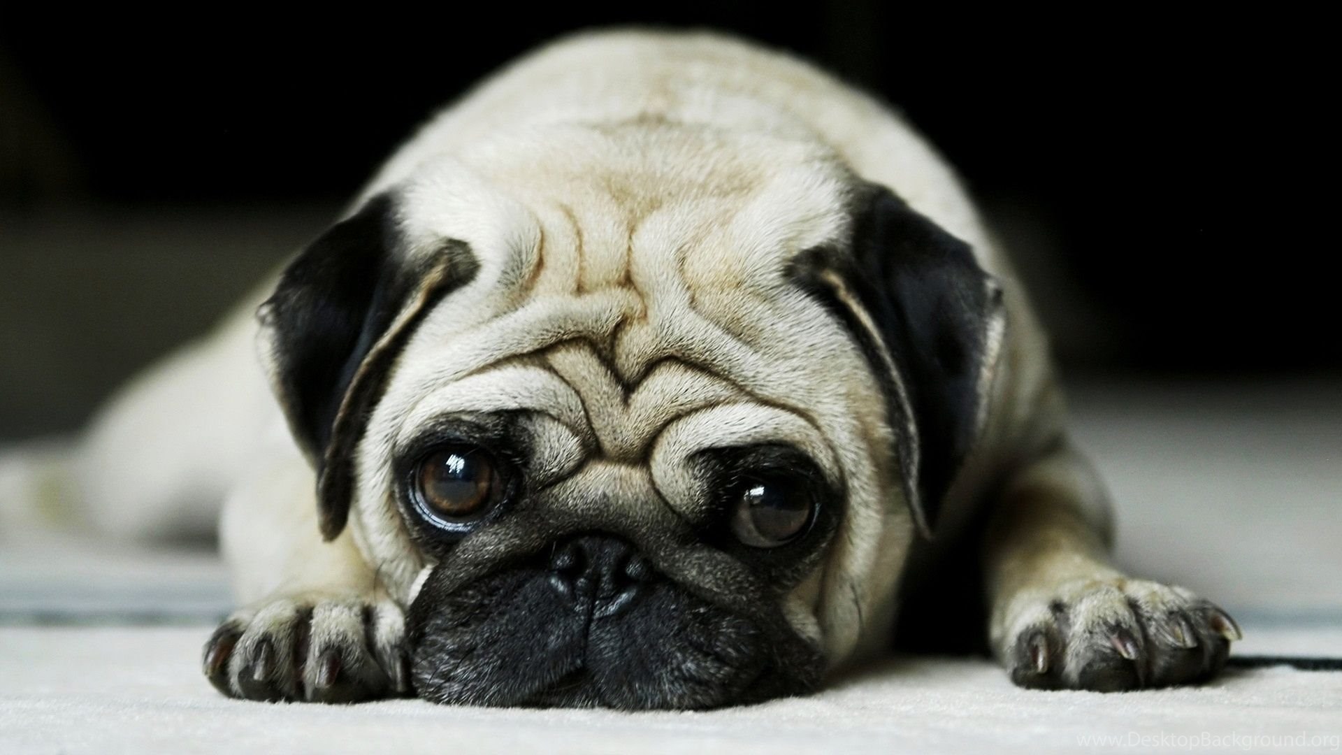 Download Dog Cute Vodafone Laptop Nice Wallpapers 1920x1080 Desktop Background Find the perfect laptop white background stock photos and editorial news pictures from getty images. download dog cute vodafone laptop nice
