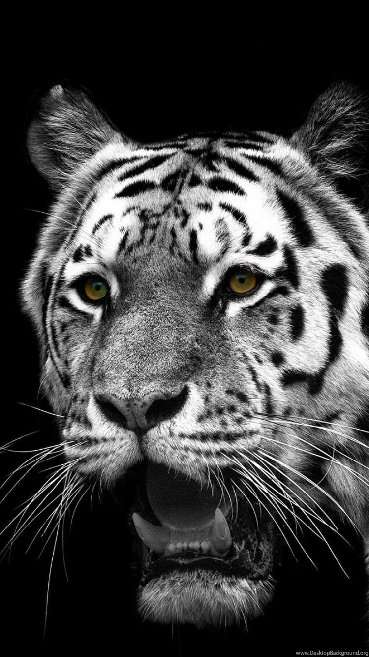  iPhone  6S Animal White Tiger  Wallpapers  ID 301455 Desktop 