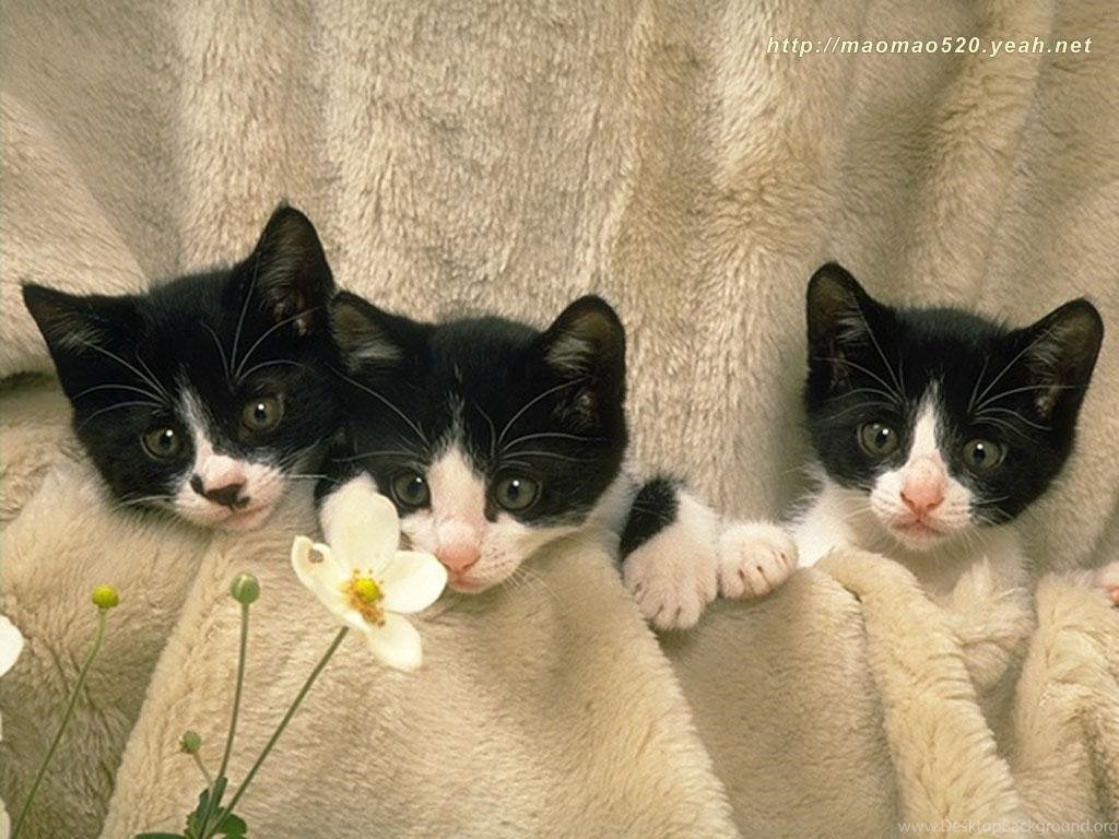 Четверо кошек. Три котенка. 3 Кошки. Три маленьких котенка. Четыре котенка.