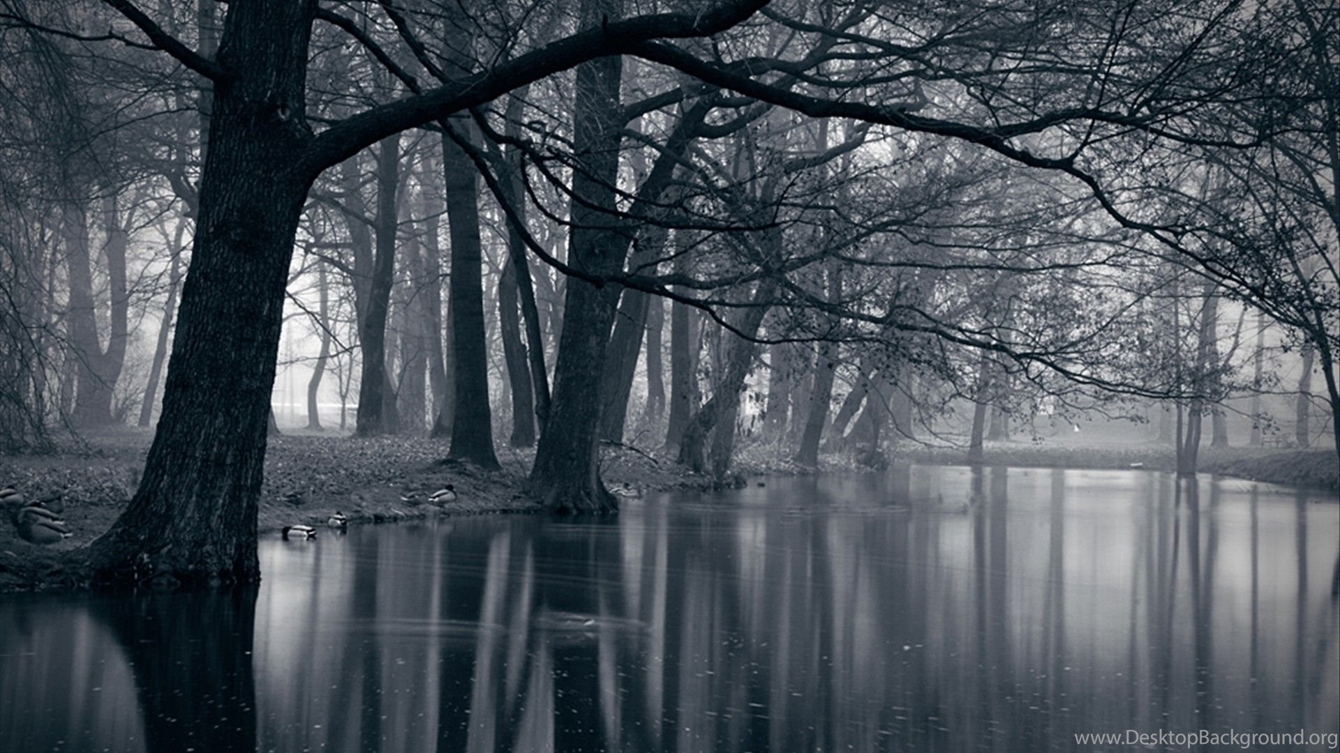 dark forest backgrounds hd wallpapers