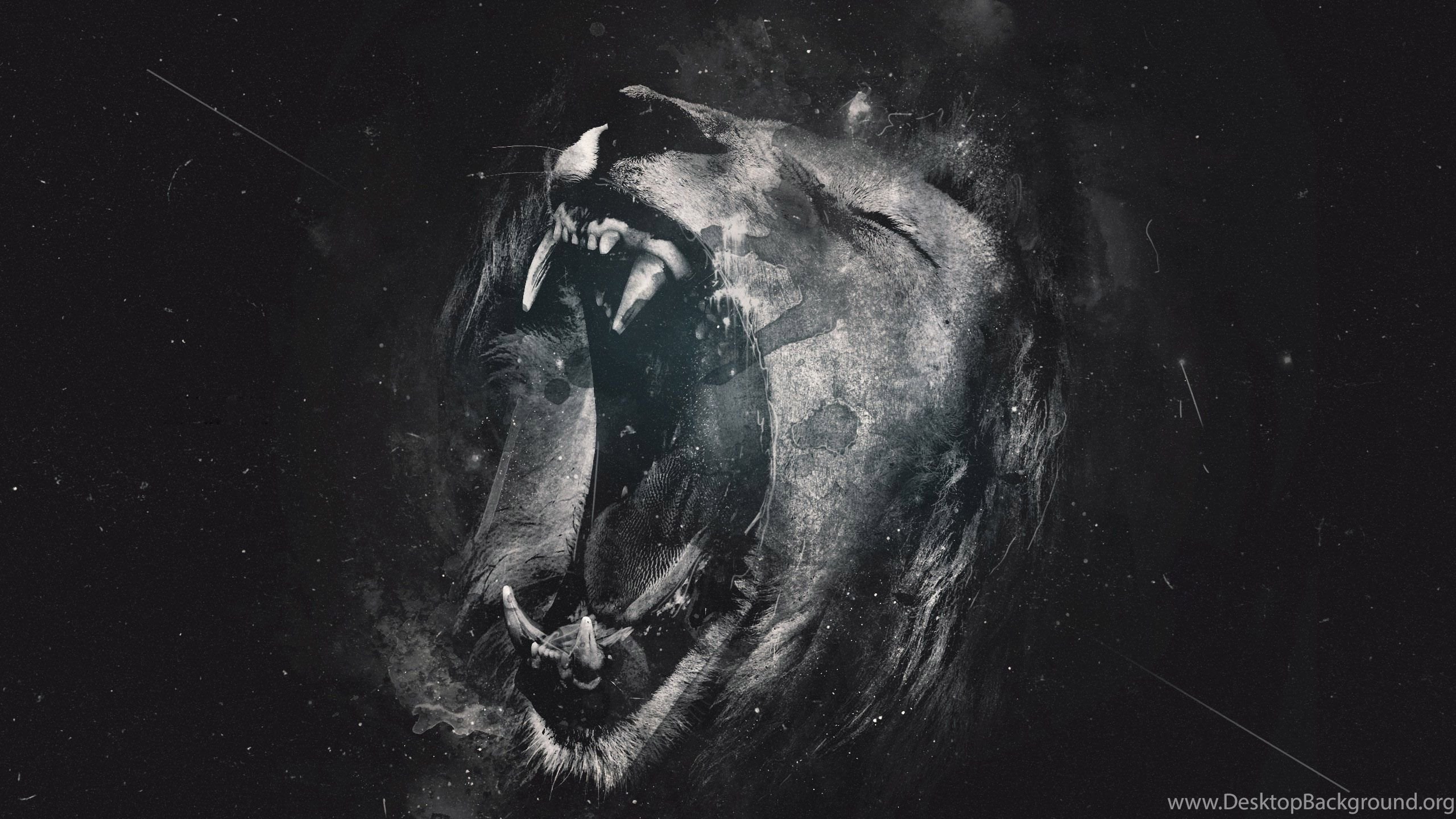 Lion Black And White Wallpaper Images Desktop Background