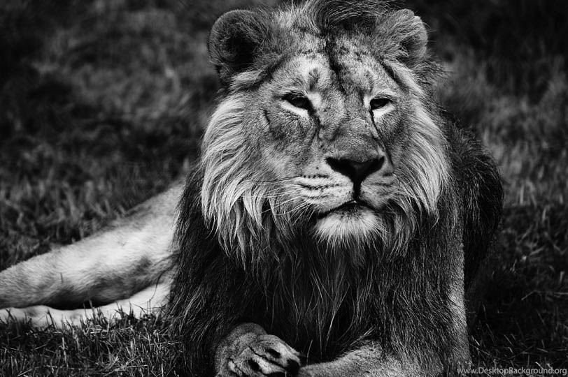 Unusual Wallpaper Black Lion Wallpapers Desktop Background