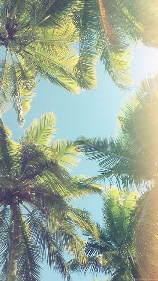 iphone 5 wallpaper palm tree