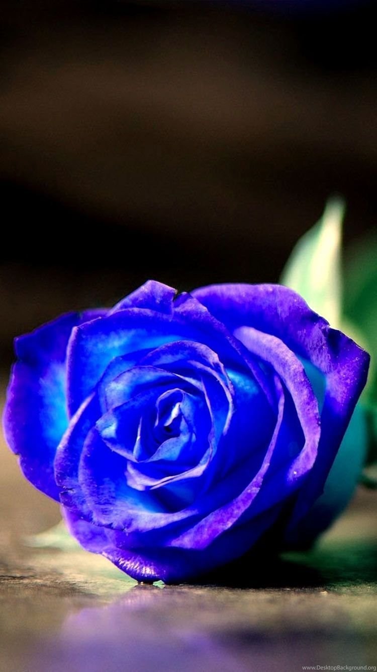 Blue Rose Iphone Wallpapers Hd 6s And 6 Backgrounds Ihdwallpaperbg Com Desktop Background