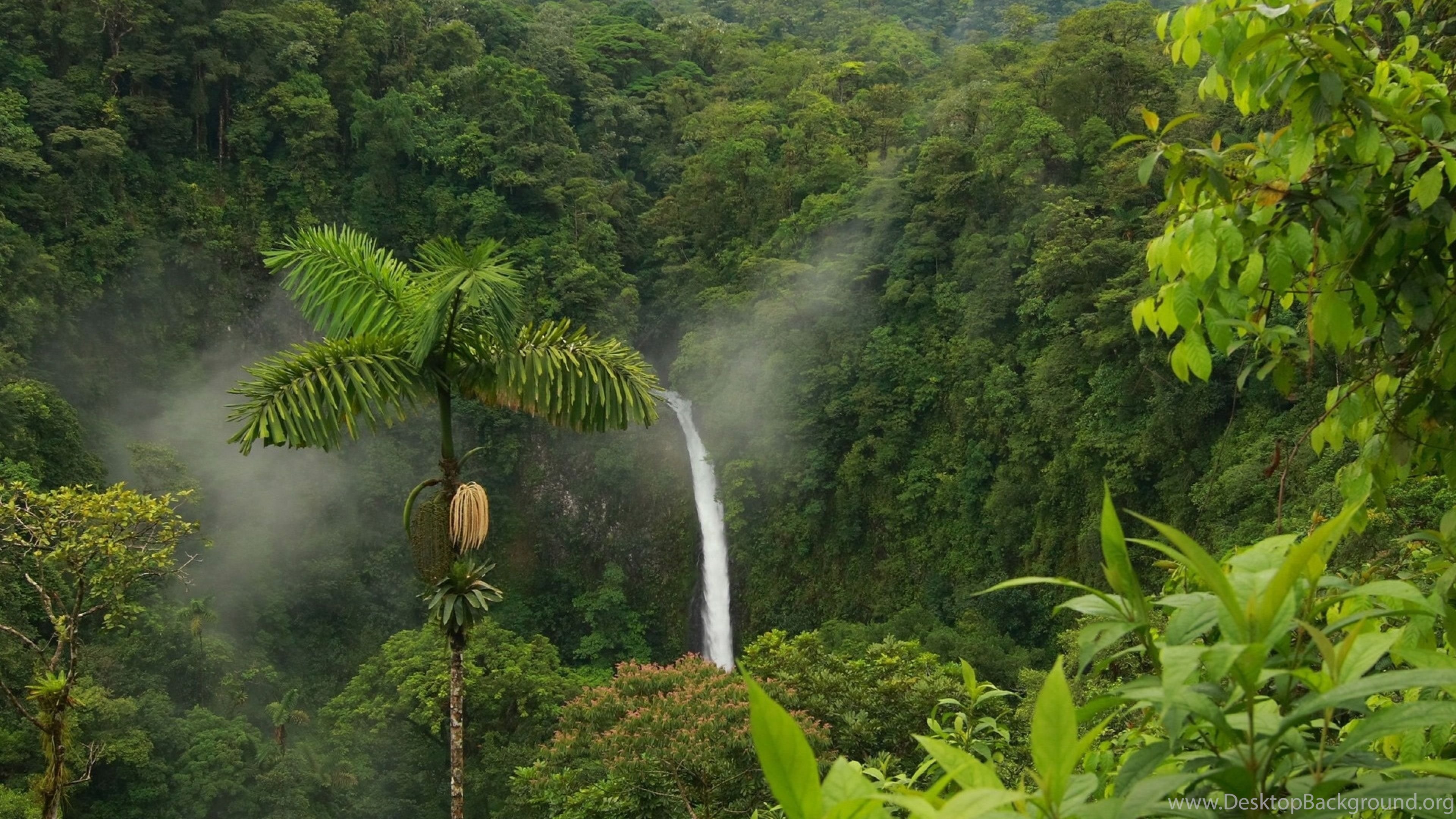 Unduh 8600 Koleksi Background Hd Jungle HD Gratis