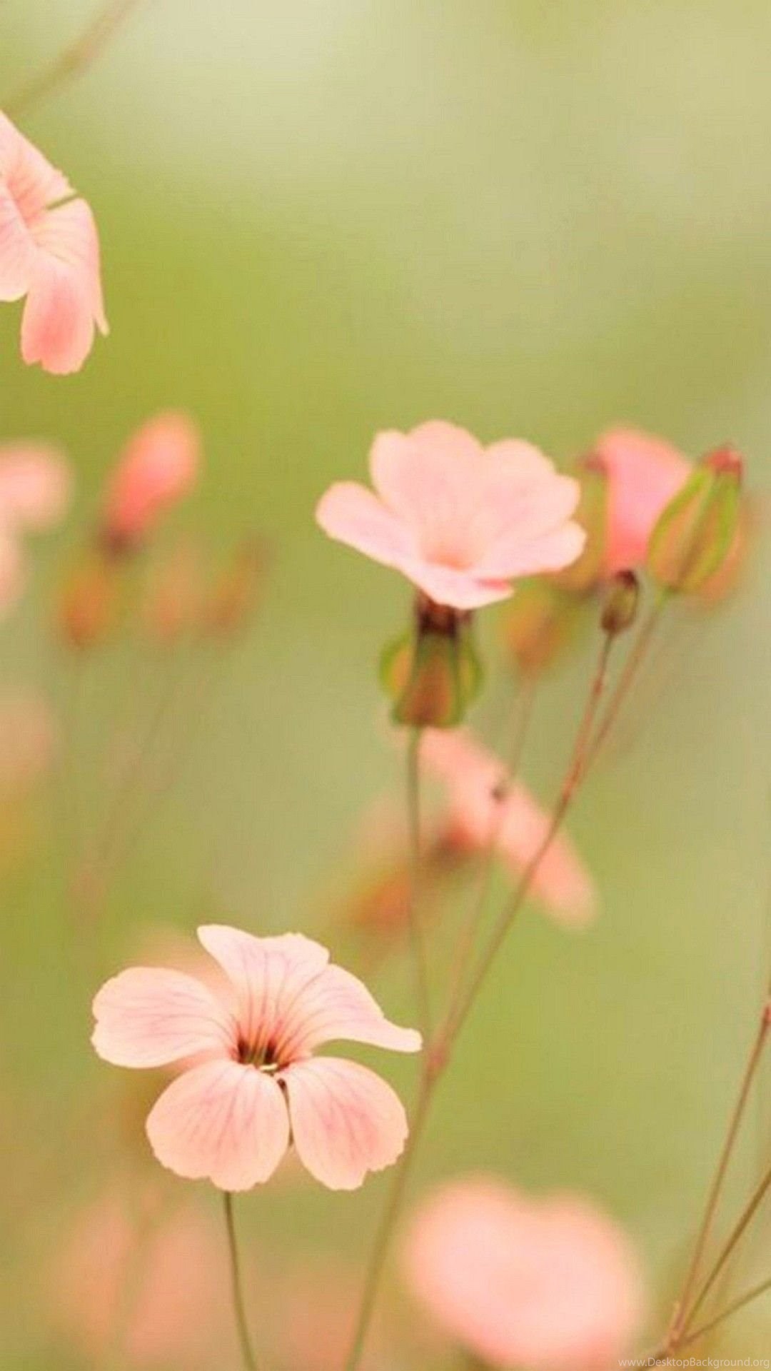 Wallpapers Iphone 6 Plus Flower Pink 5 5 Inches 1080 X 1920