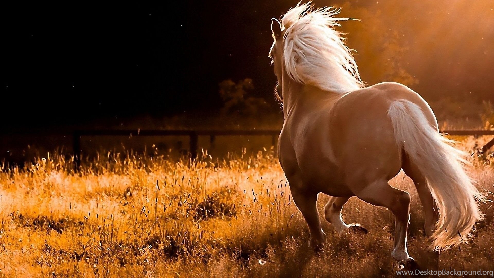 Horse 1080p HD Computer Backgrounds Desktop Background