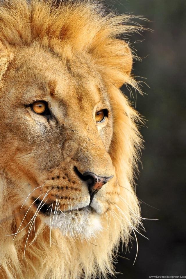 Top Download Lion Face Mobile Images For Pinterest Desktop Background