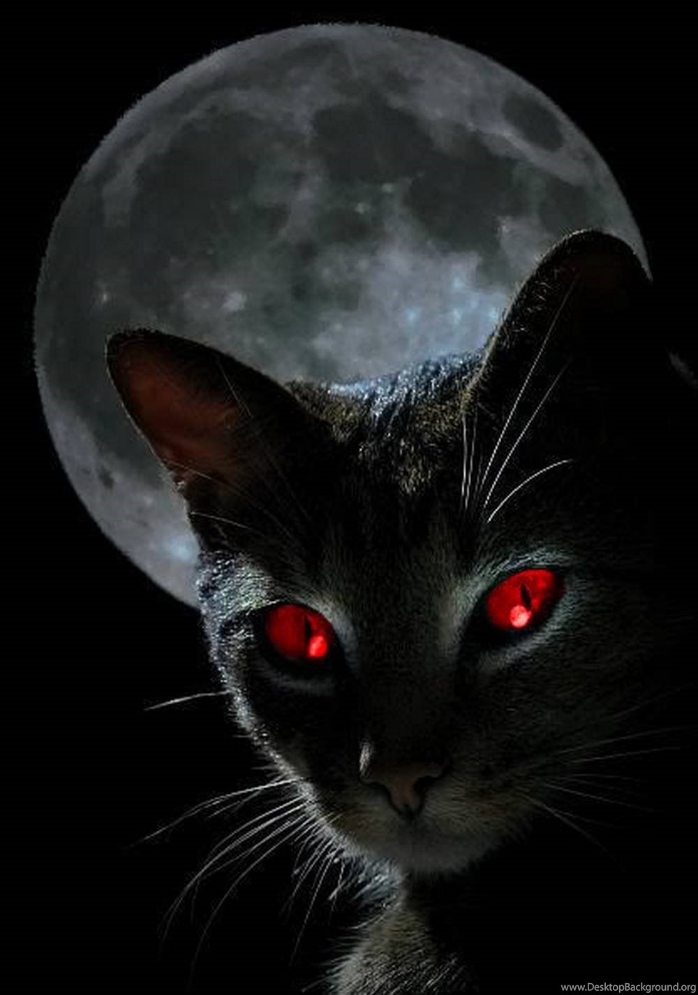 Black Cat Red Eyes Wallpaper Backgrounds Desktop Background