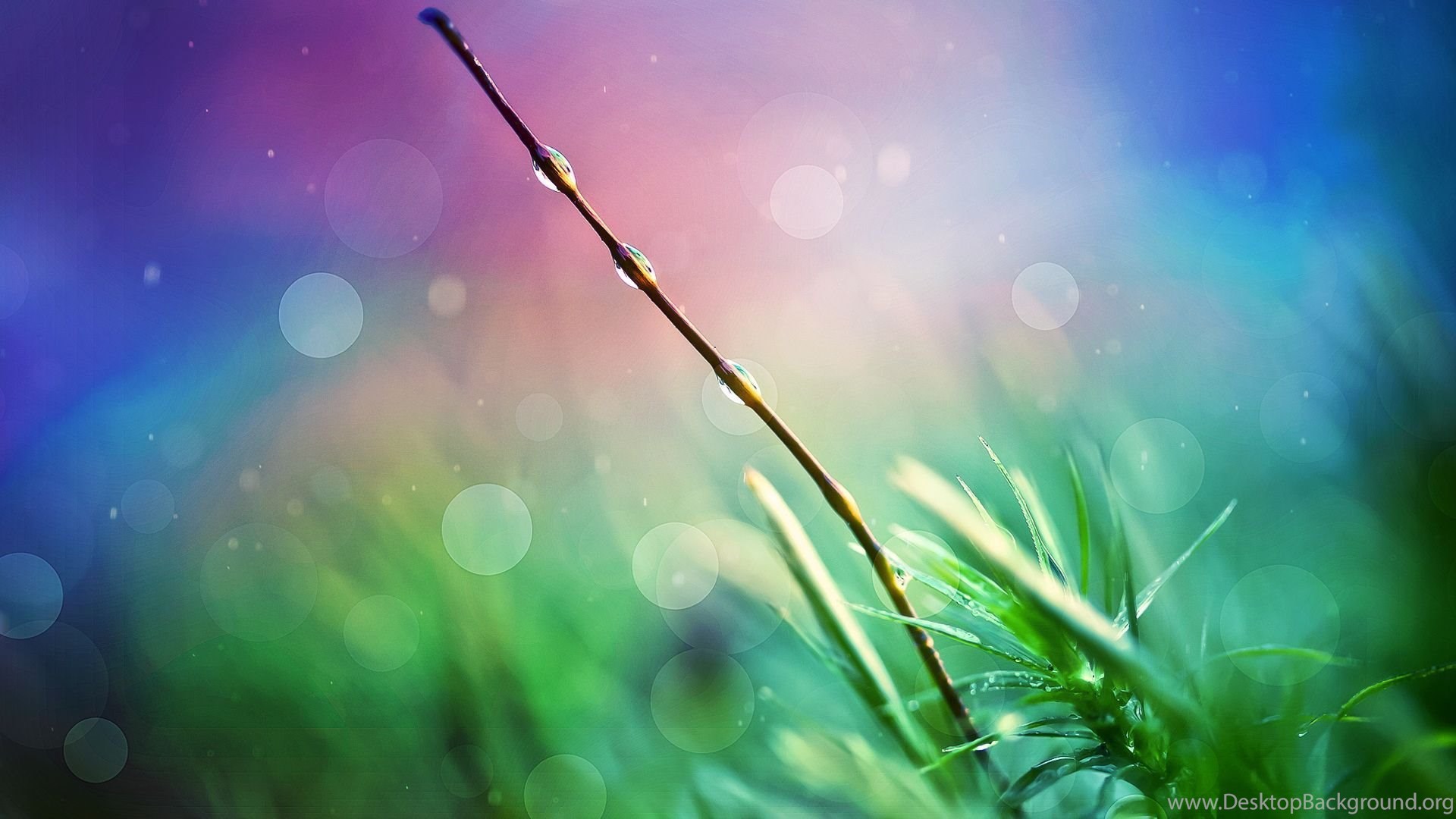 After Rain Drops 1080p Hd Wallpapers Nature Desktop Background