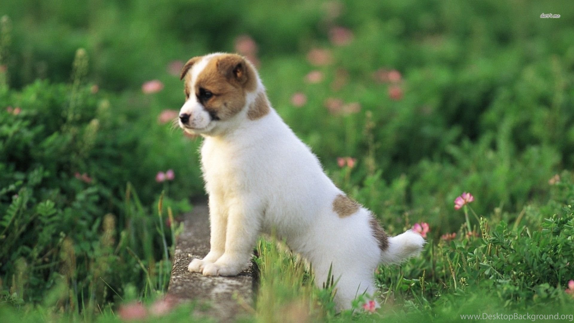 Jarman safed small best sale dog