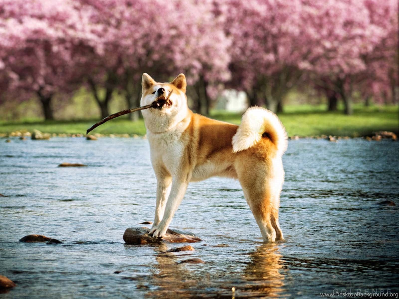 Wallpaper akita store