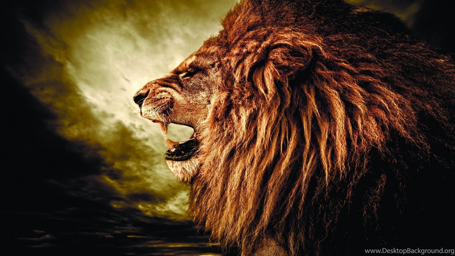 Lion Wallpapers (2) Wallpapers HD Wallpapers HD 4K ...