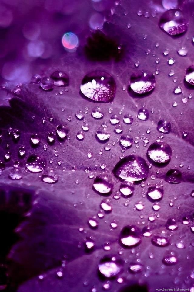 Girly Purple Iphone Wallpapers Desktop Background