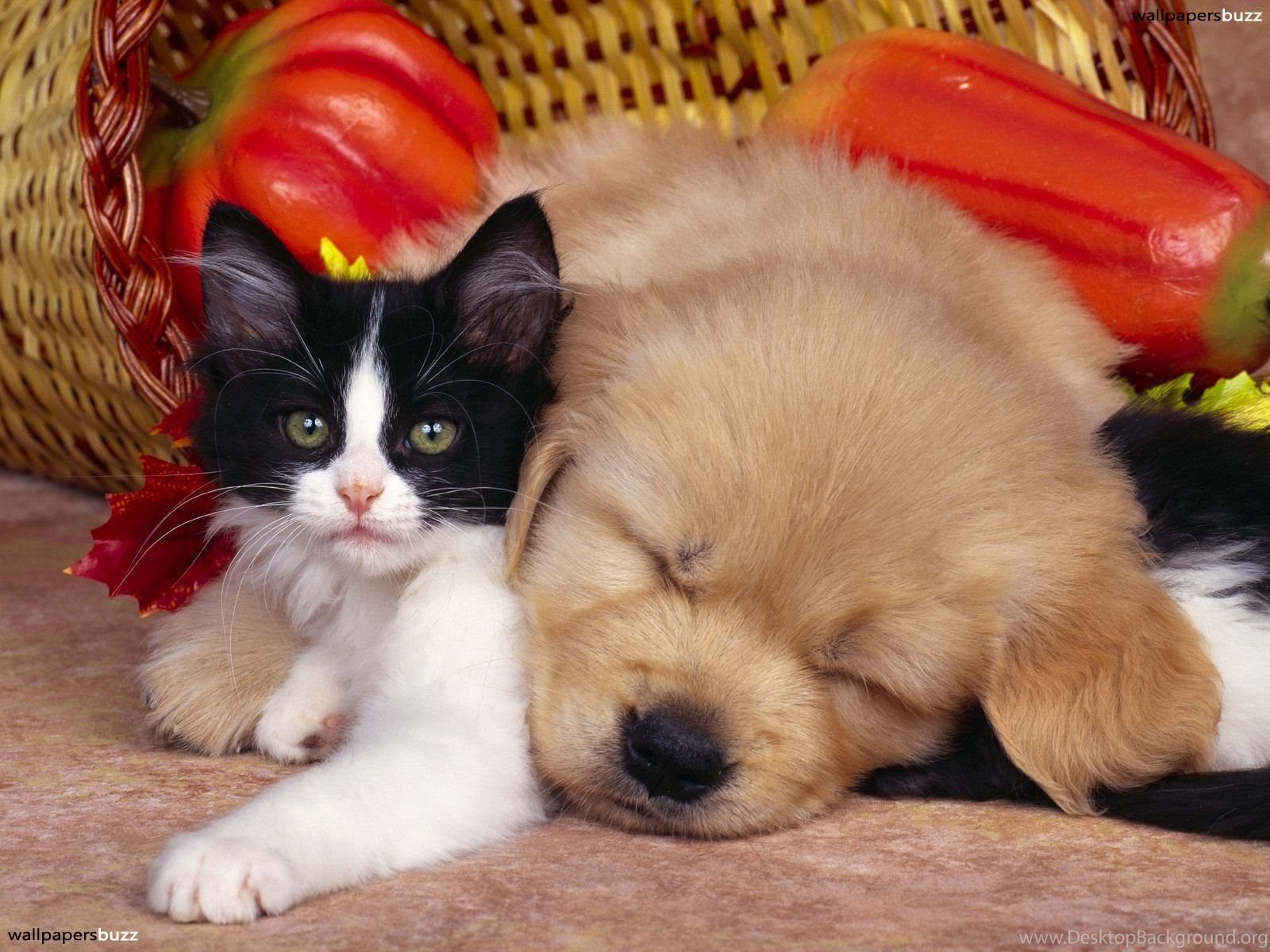 Kittens And Puppies Wallpaper Desktop 213jpg Desktop Background