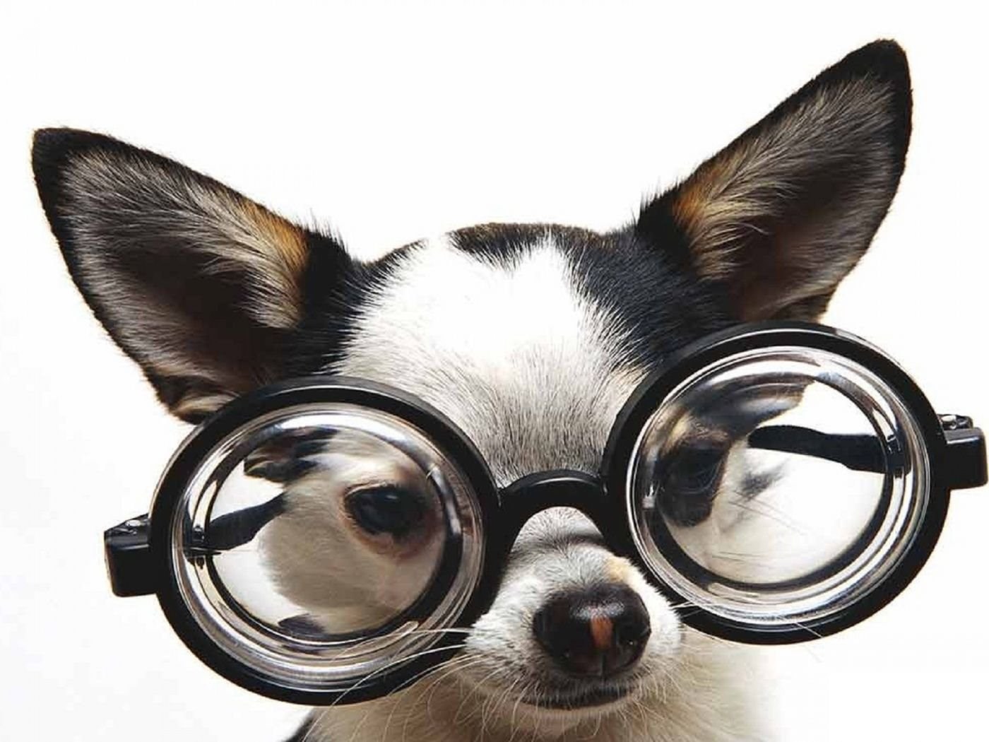 С днем очкарика картинки прикольные. Собака в очках. Собака в очках на аву. Смешные животные в очках.