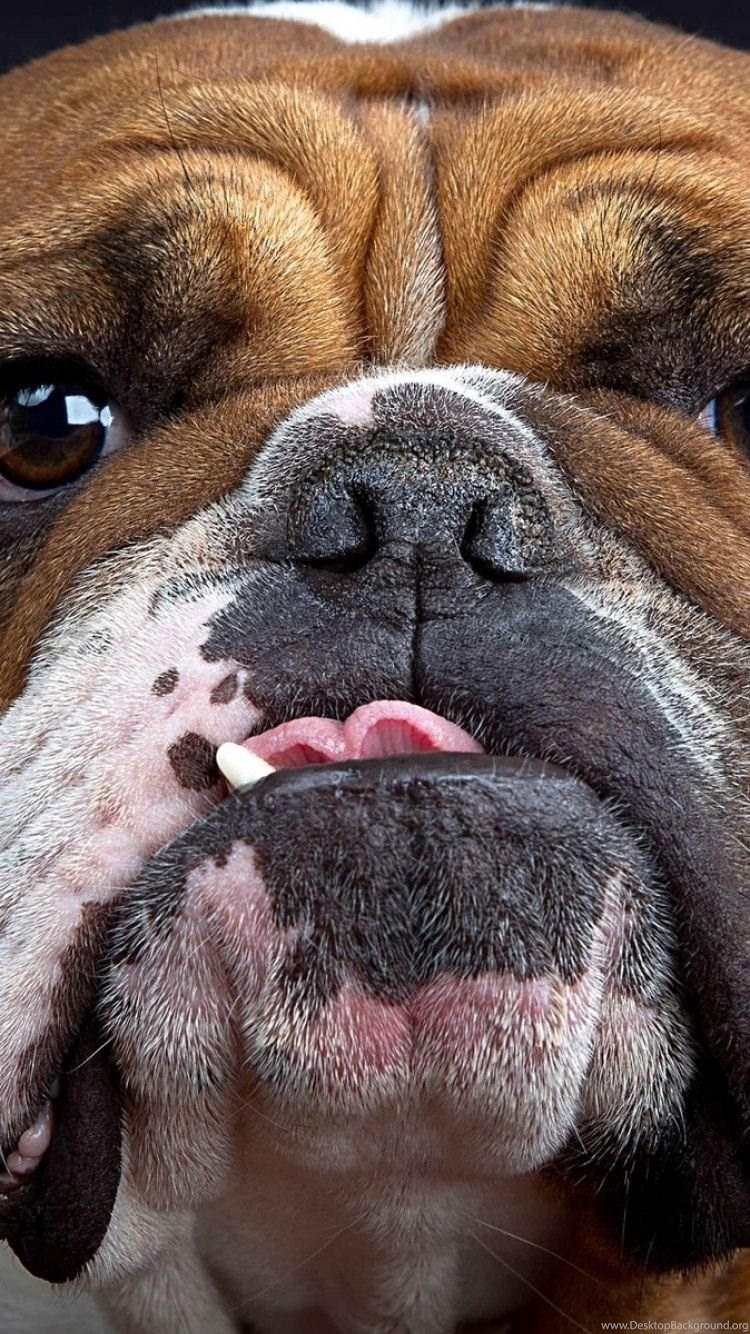 iphone 6 bulldog wallpapers hd desktop