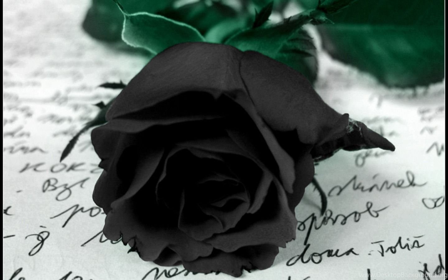 Black Rose Wallpaper Hd Wallpapers Jpg Desktop Background