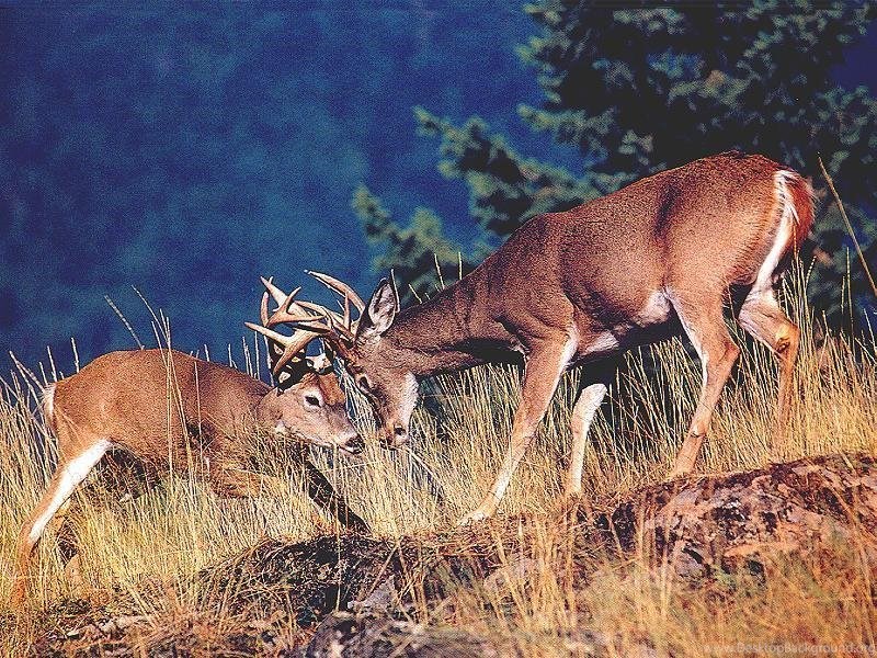 Monster Whitetail Deer Buck Wallpaper Desktop Background