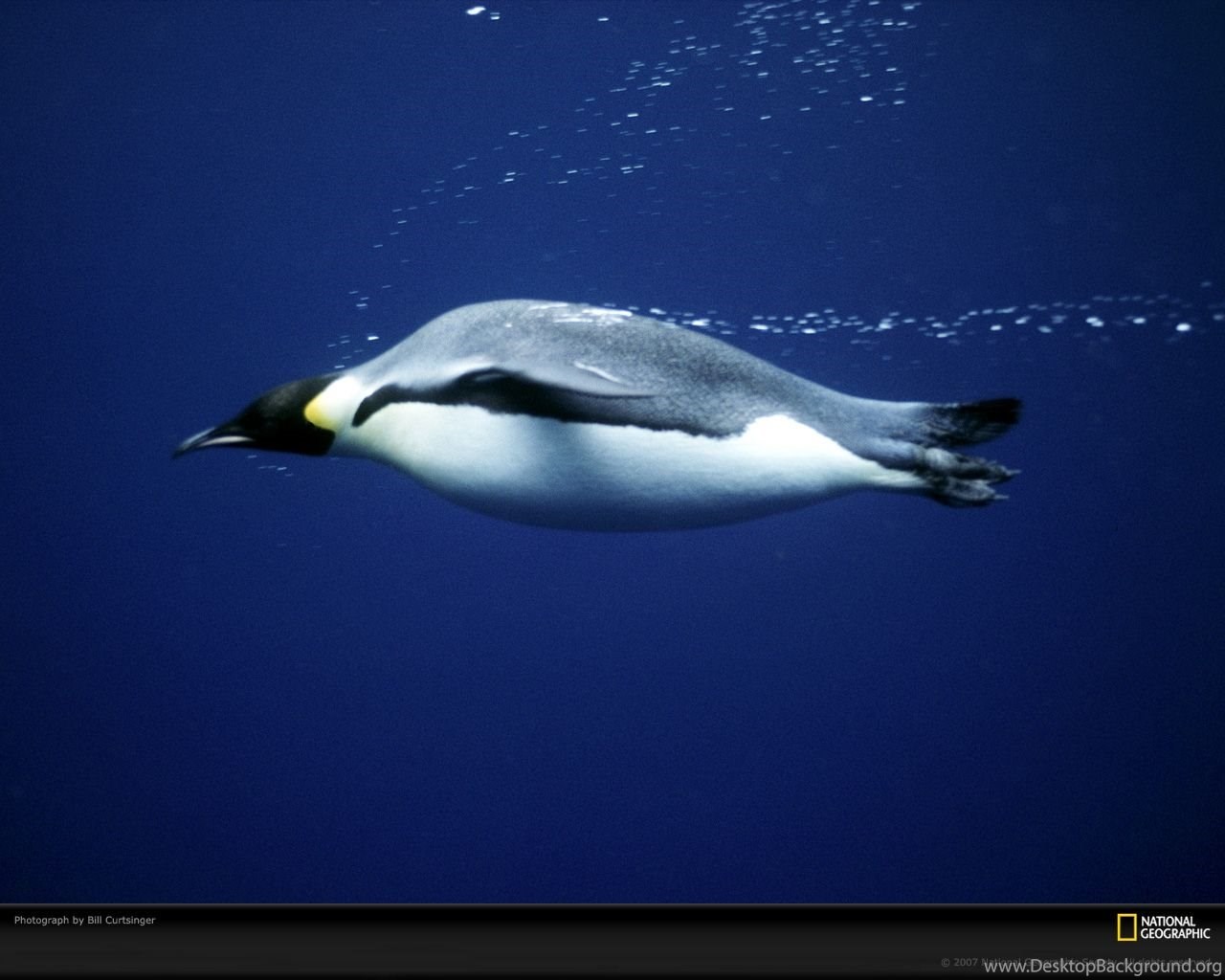 Императорский пингвин чемпион по нырянию среди пингвинов. Императорский Пингвин ныряет. Пингвин плавает. Пингвин в воде. Пингвин ныряет.