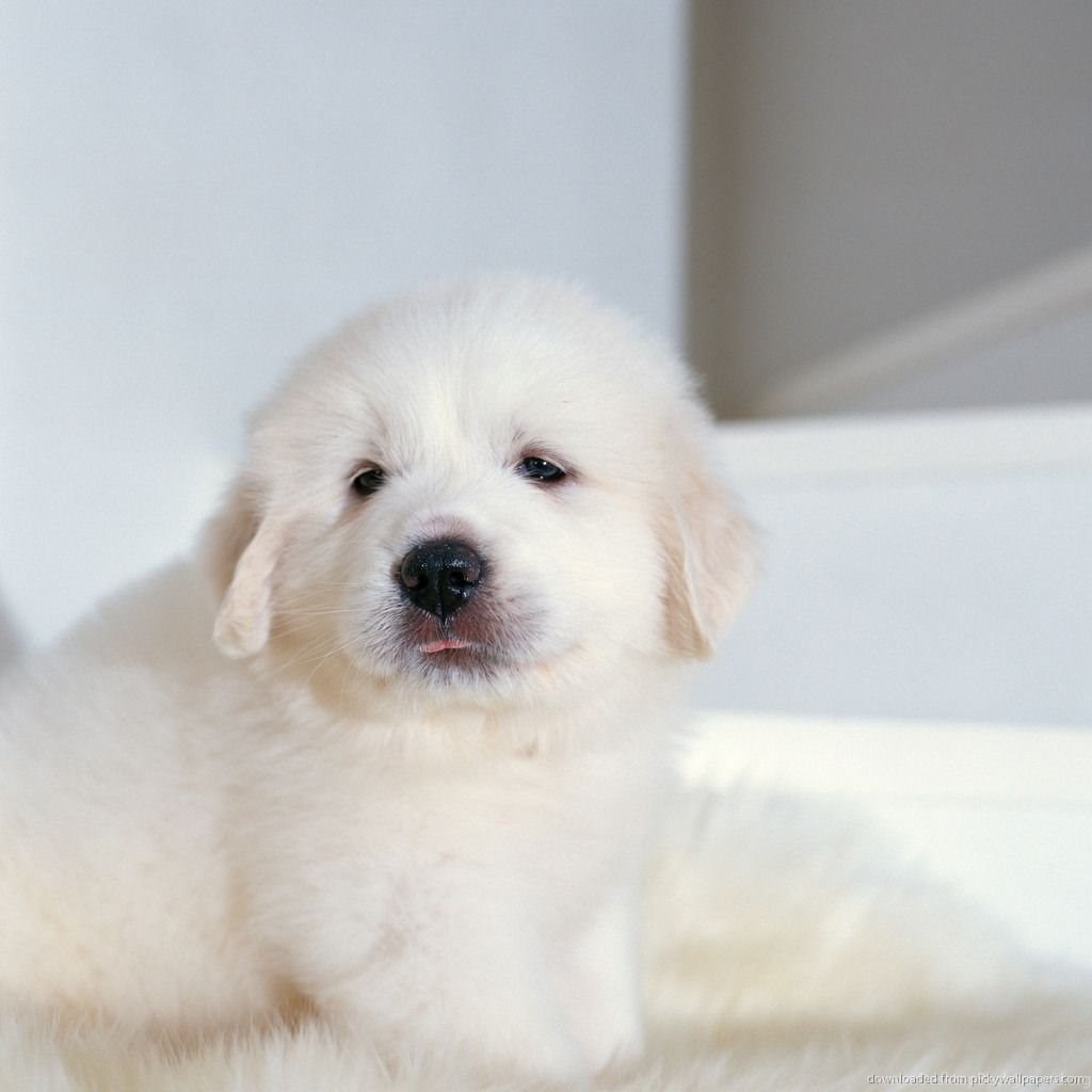 Download Cute White Puppy Wallpapers For IPad Desktop Background