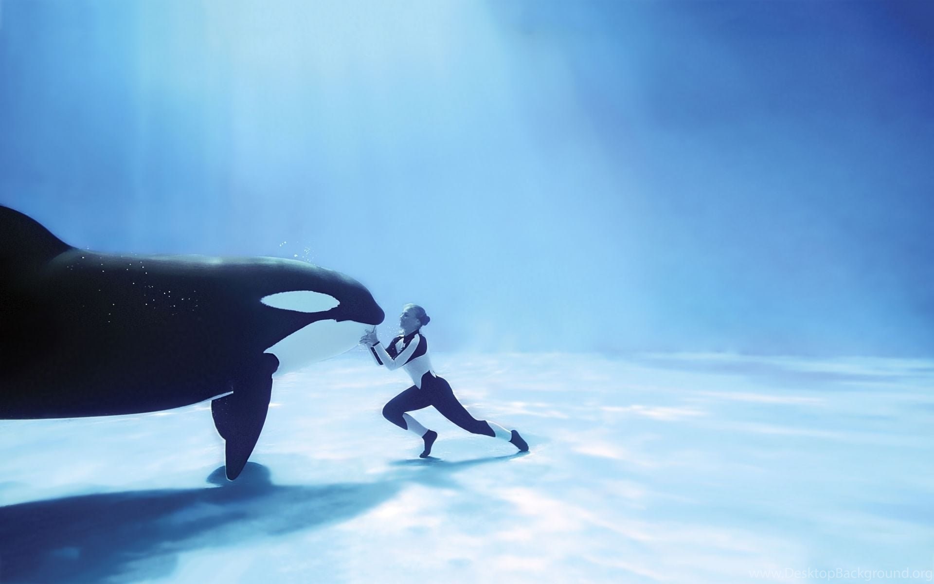 Orca Desktop Background Shefalitayal