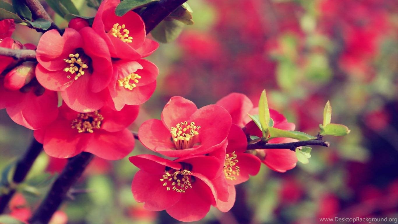 Download Best Flower Wallpapers 1366x768 Full Hd Wall Desktop Background
