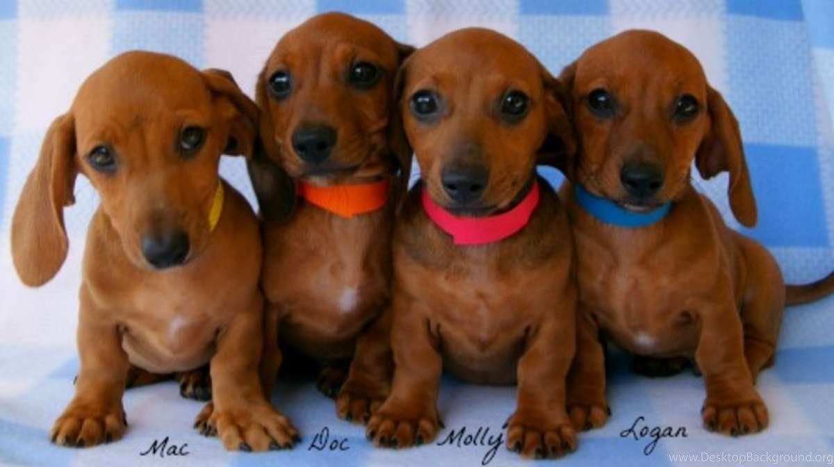 Free Mini Dachshund 33 Backgrounds Wallpapers