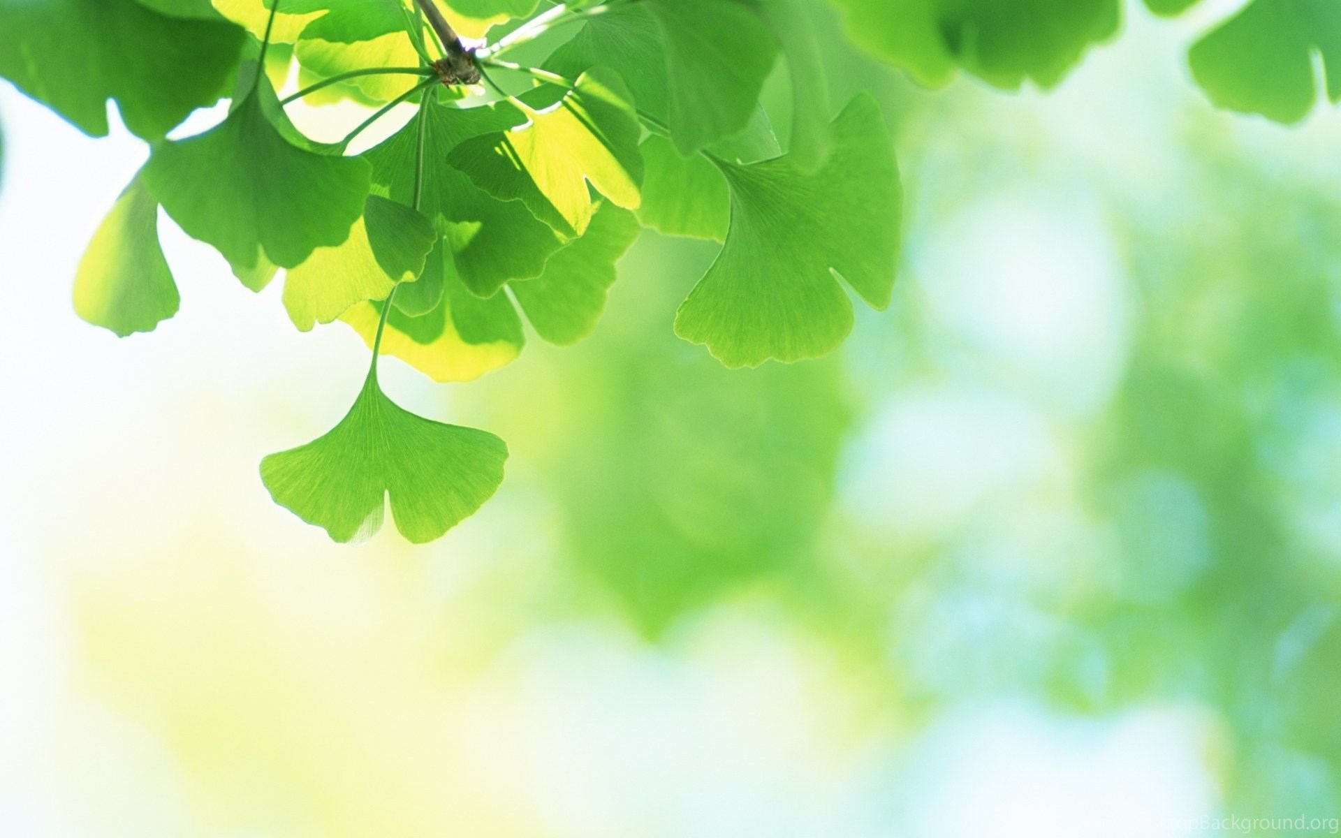 Green Leaves Wallpapers High Definition Desktop Background A collection of the top 44 green wallpapers and backgrounds available for download for free. green leaves wallpapers high definition