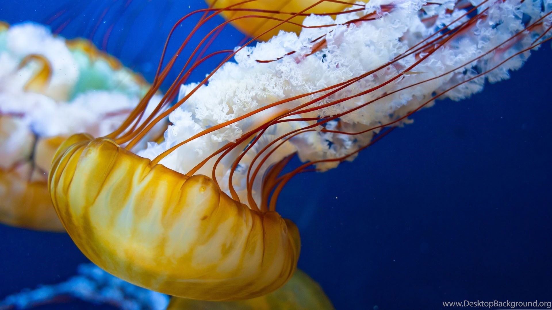 Jellyfish Underwater Picture Wallpapers Desktop Background