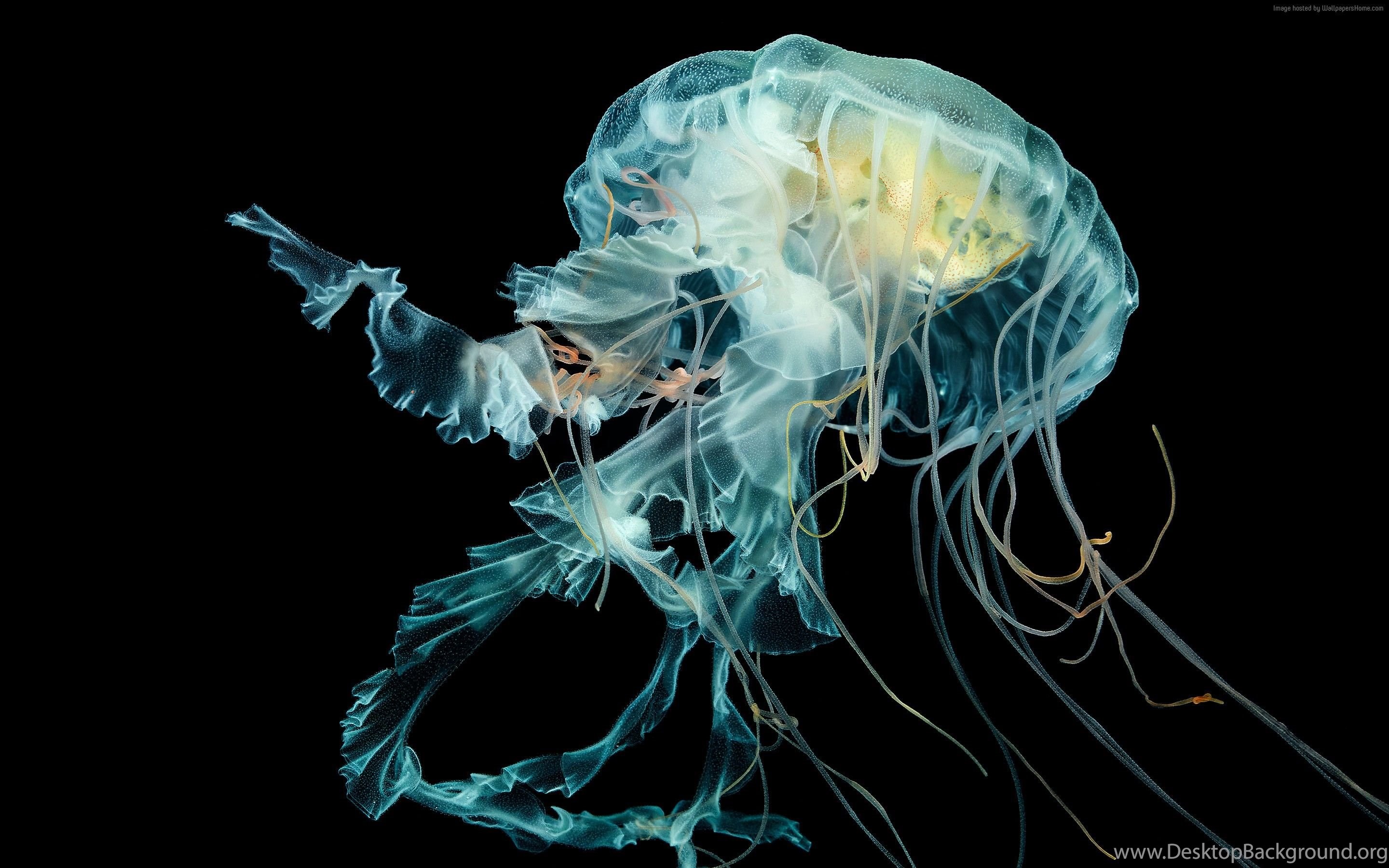 Apple Watch Wallpapers Jellyfish Wallpaper Os Apple Watch