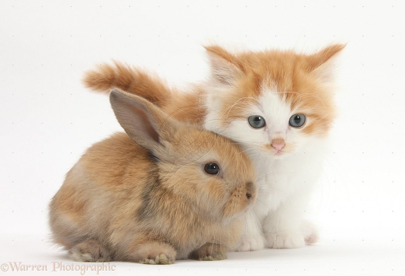 Обнинская с зайчиком. Кролик и котенок. Зайчик и котенок. Котенок и Зайчонок. Милашки животные.