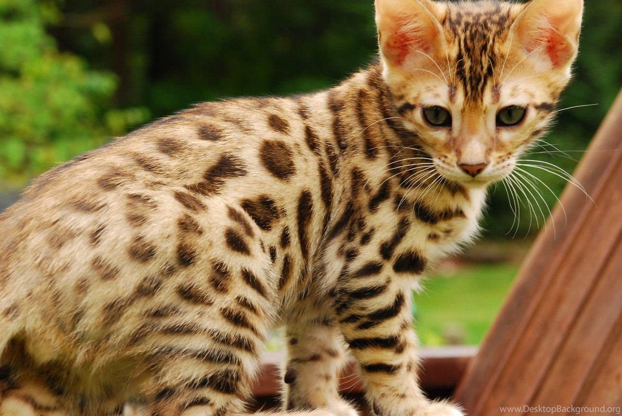 Рассмотрите фотографию пятнистой кошки породы бенгальская. Бенгальский кот. Бенгальская леопардовая кошка. Кошка пятнистая Бенгальская. Порода Аллерка.
