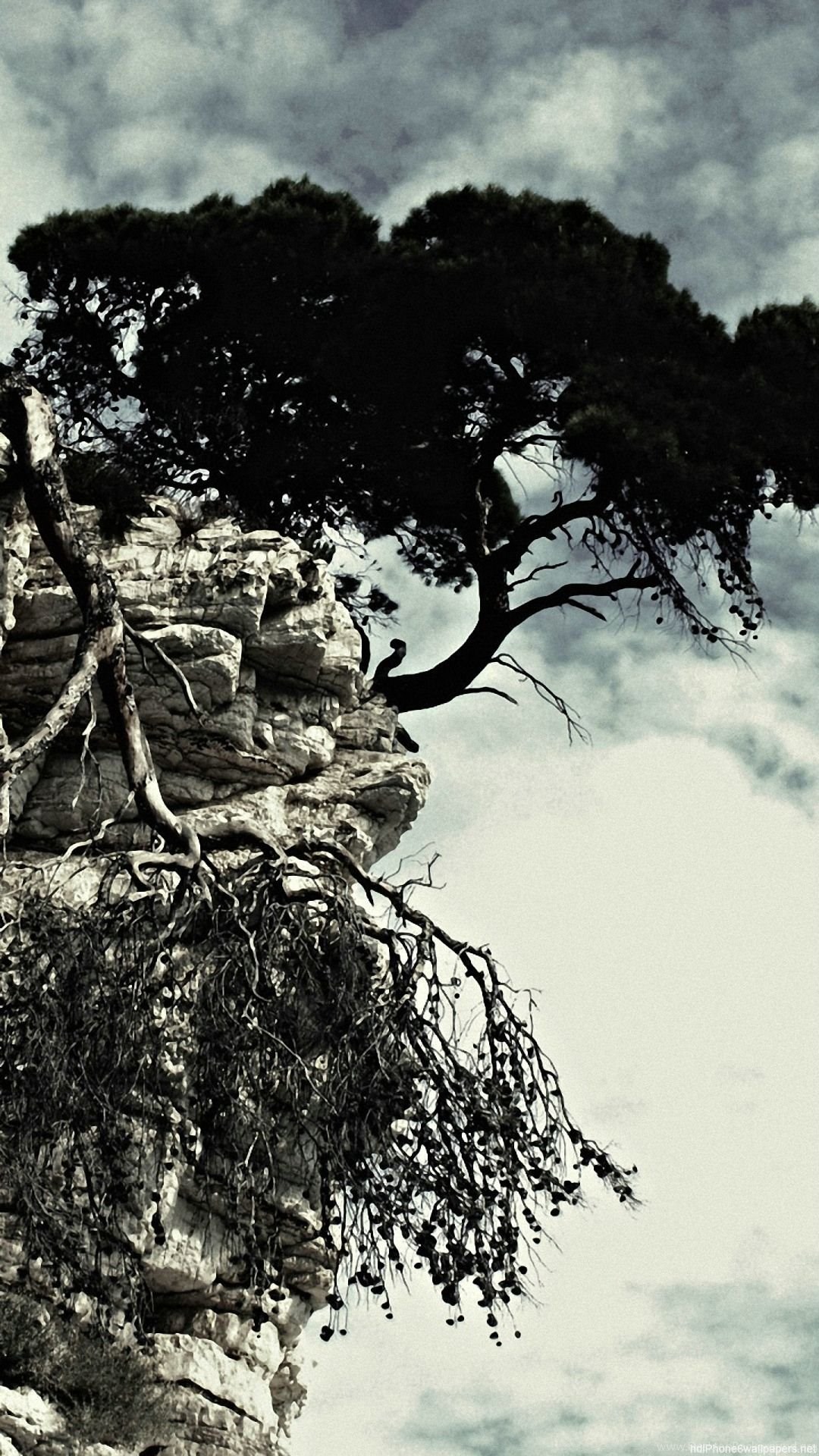 Rock Tree Clouds Sky Black White Iphone 6 Wallpapers Hd And 1080p