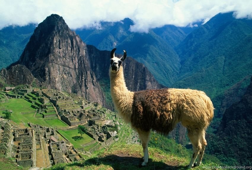 Зверь 4 буквы сканворд. Вьючная лама. Лама в Южной Америке. Вьючное животное Южной Америки. Безгорбый верблюд Андийских гор.
