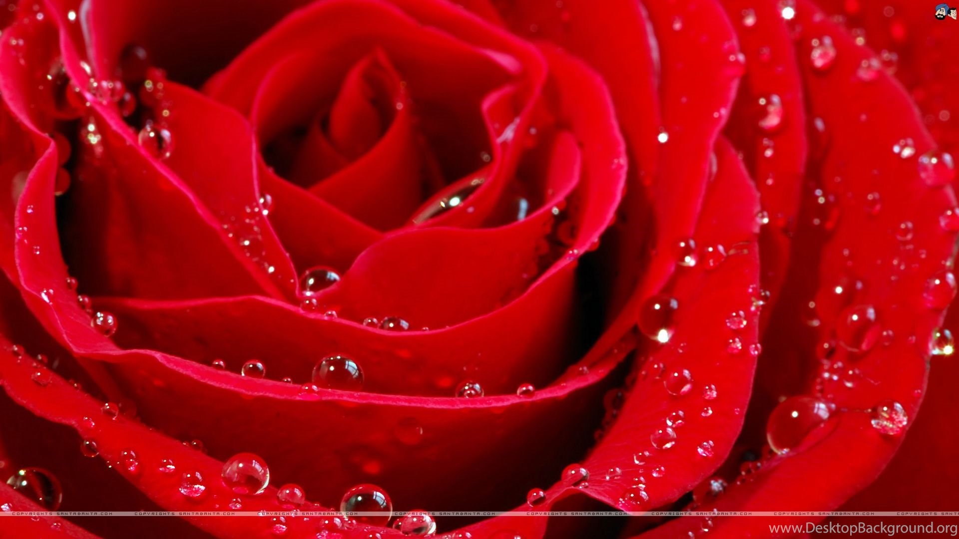 Red Rose  Flower Wallpapers  Free Download  Widescreen HD  