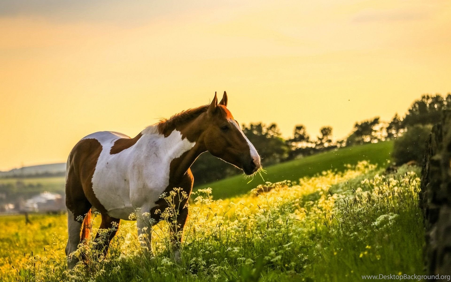 Beautiful Horse  Wallpapers  HD  Free  Download  In Widescreen 