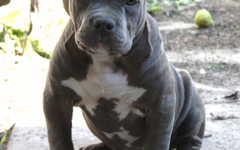 blue tick pitbull