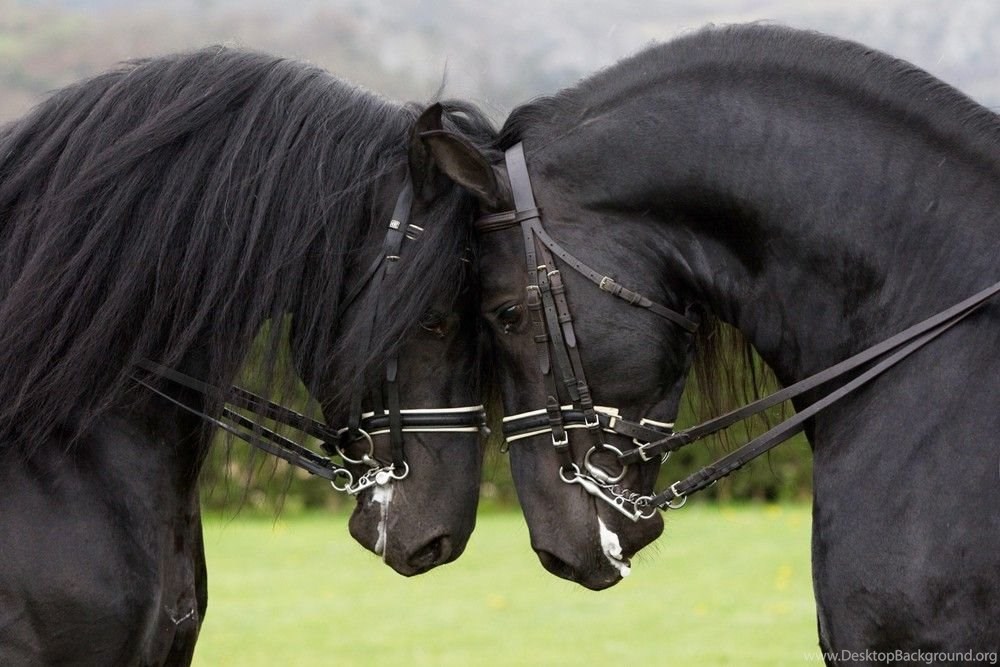 Horses: Friesian Horses Holland Draft Horse Black Dutch Free ... Desktop  Background