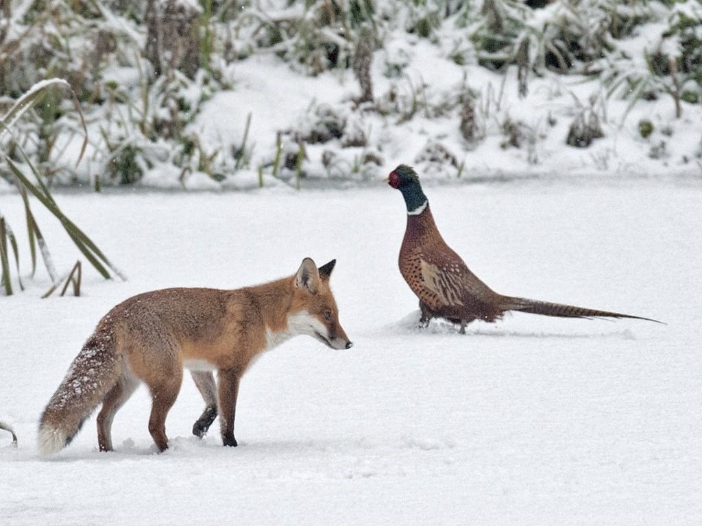 Охота на лисицу текст на английском. Фазаны и звери зимой. Фото лисы, фазан. Как охотится лиса. Лиса и фазан, фото.