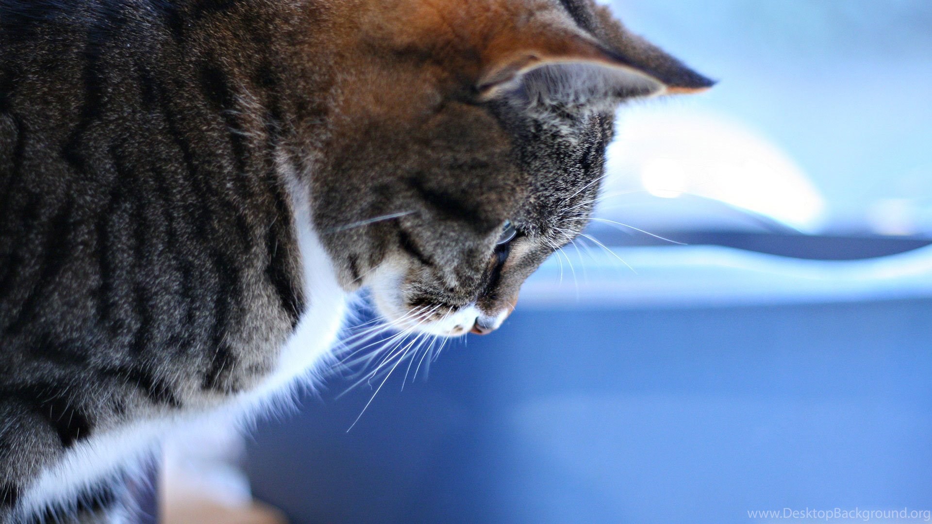 Applaws ابــلوز طعــام الـــقطط الطـبيعي 484812_cat-wallpapers-33-i-love-cats-cute-cat-kitten-pictures_1920x1080_h.jpg