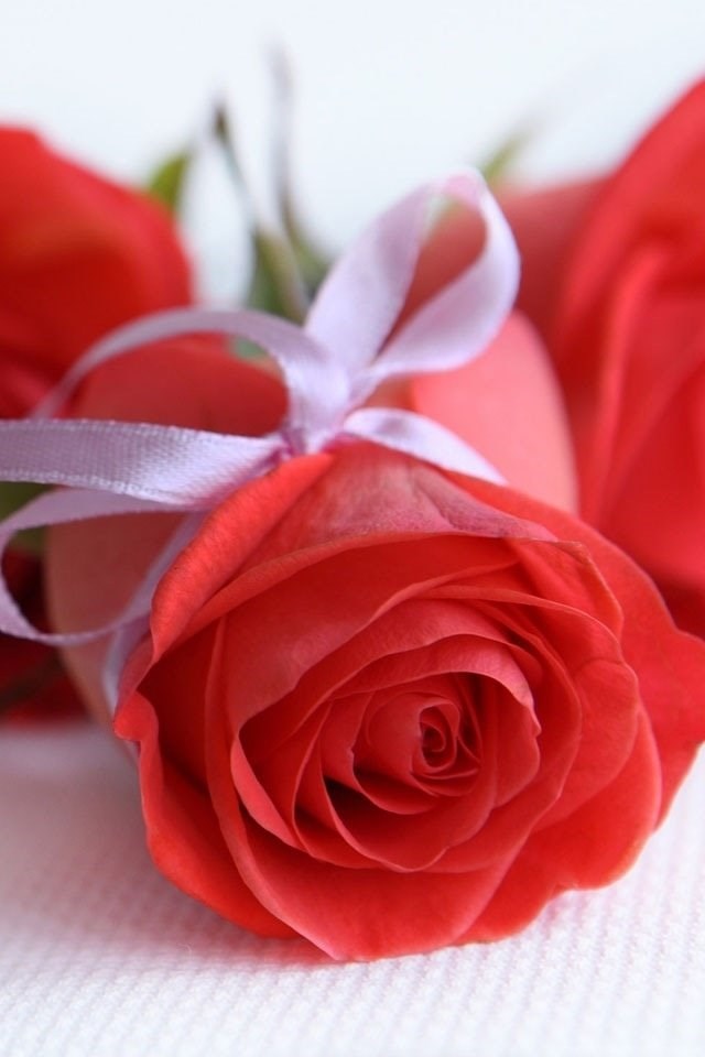 Beautiful Pink Roses Iphone 4s Wallpapers Free 640x960 Hd Iphone 5