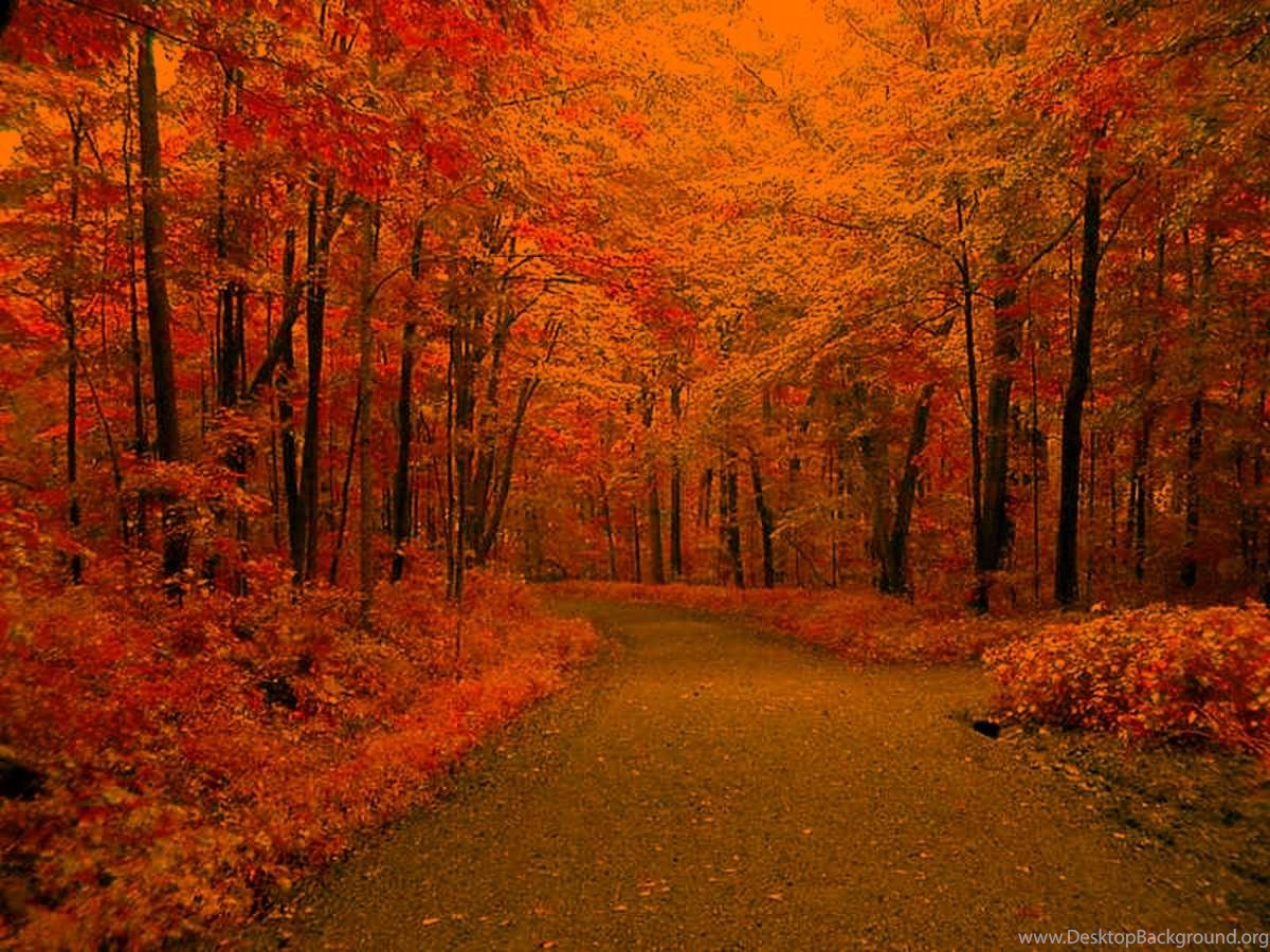 Free Autumn Road Backgrounds Desktop Background