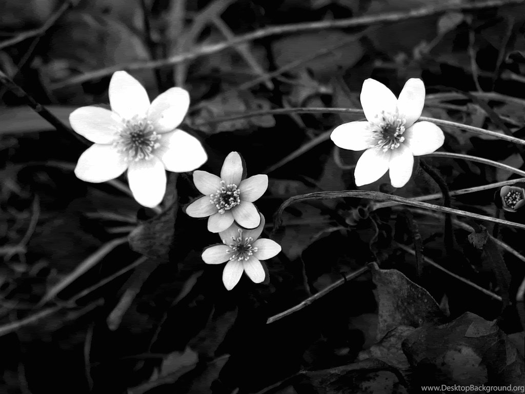 Black And White Flowers Wallpapers Hd Wallpapers Lovely Desktop