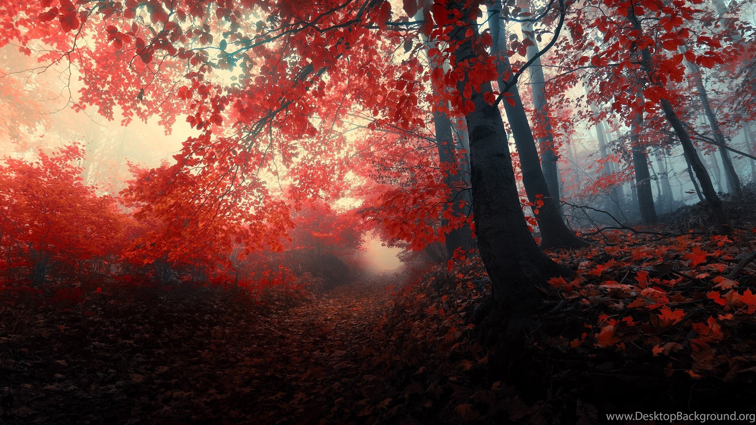 Path Through The Red Trees Wallpapers Wallpapers Desktop Background