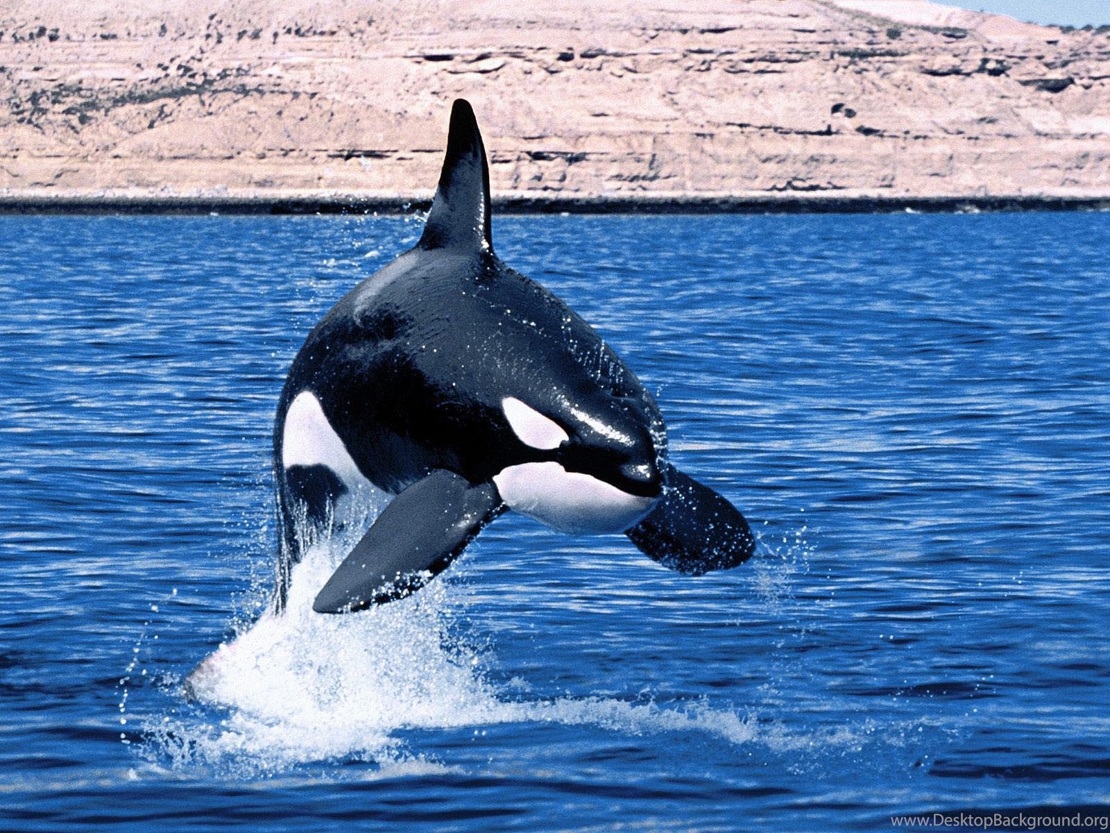 Killer Whale Full Hd Wallpapers Mbagusi Com Desktop Background
