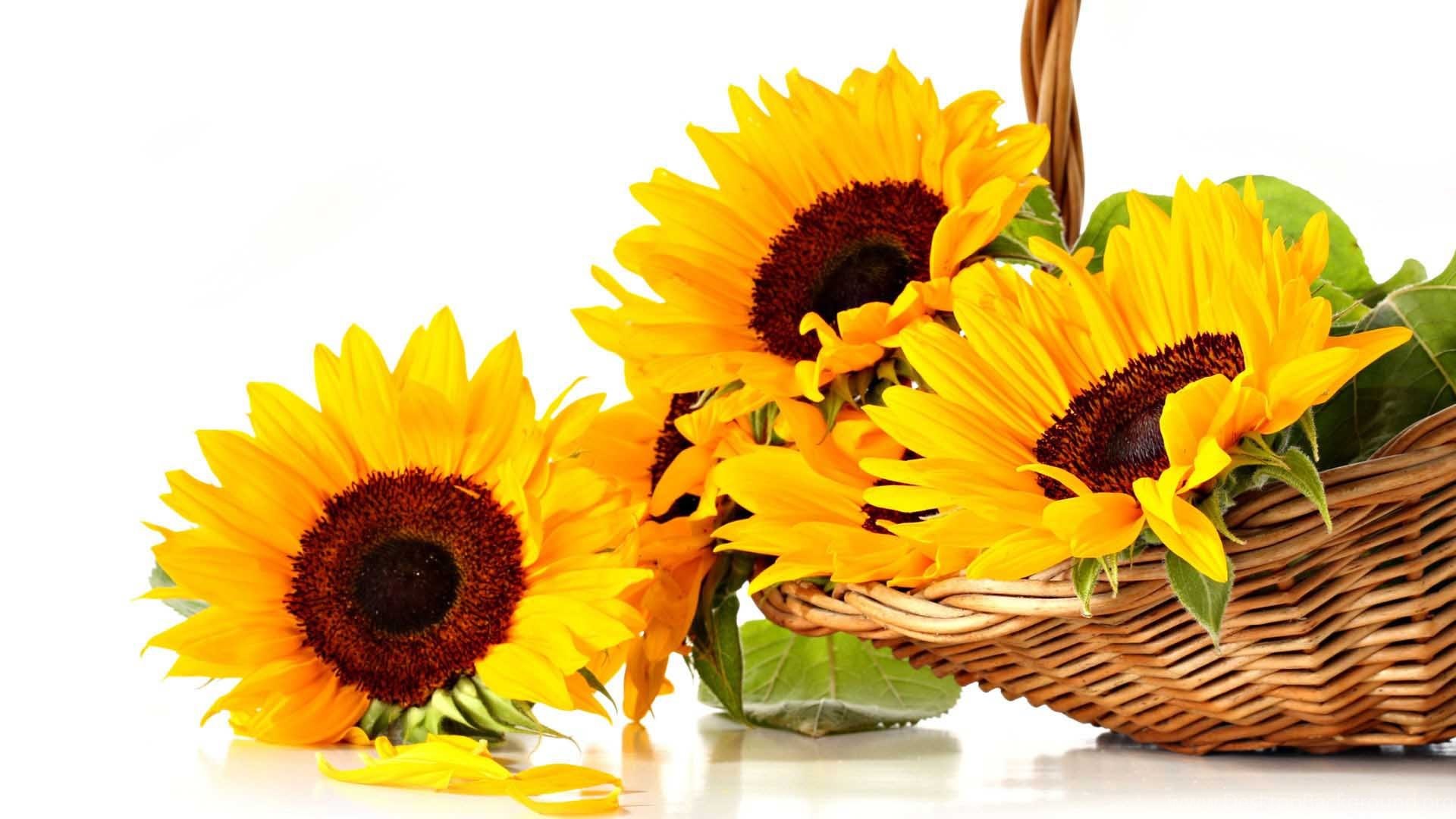 Sunflower Latest Hd Wallpapers Free Download Desktop Background