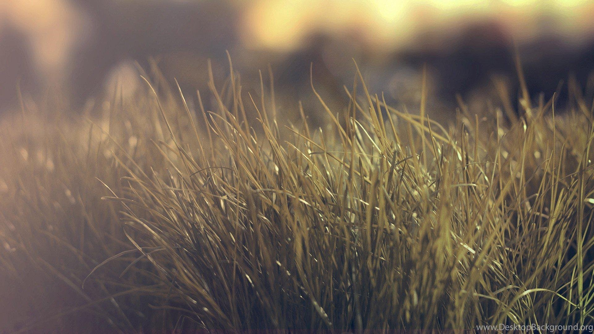 Vintage Nature Hd Wallpapers 1920x1080 Desktop Background Here you can explore hq nature background transparent illustrations, icons and clipart with filter setting like size, type, color etc. vintage nature hd wallpapers