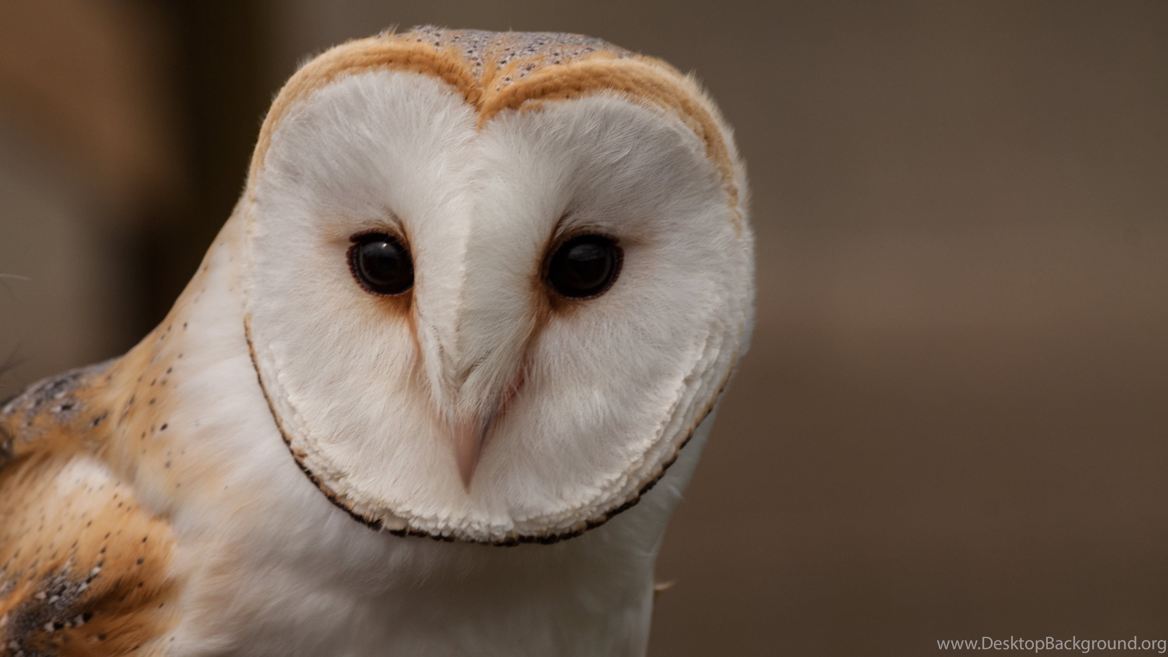 Barn Owl Uhd Wallpapers Ultra High Definition Wallpapers 4k