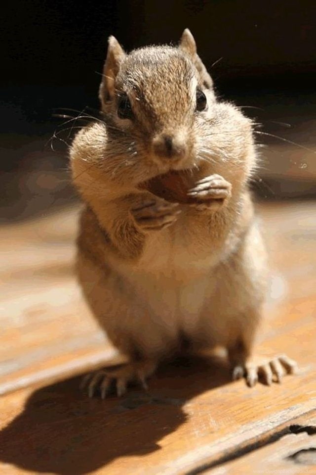 cute animal iphone wallpapers 640x960